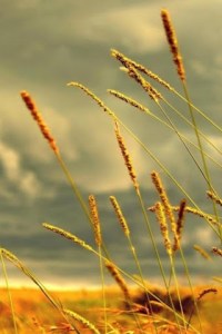 IPhone image data one 1350