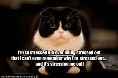 stressed cat