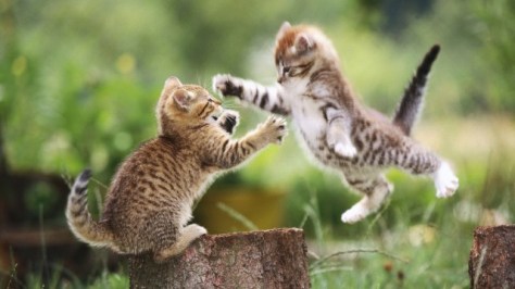 cats-hd-photo-wallpapers-5730_thumb (1)