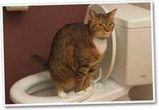 cat toilet tr2