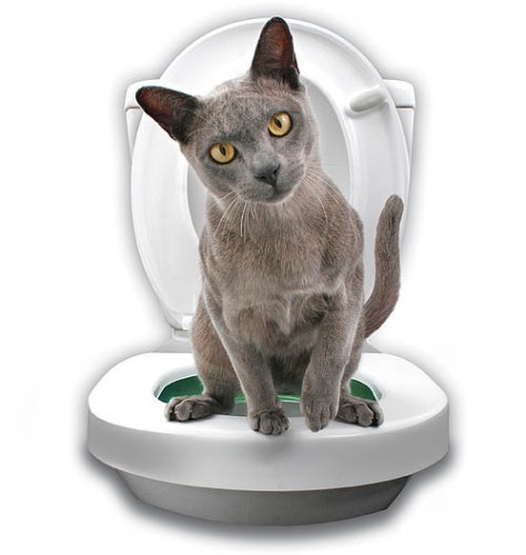 cat toilet training 3