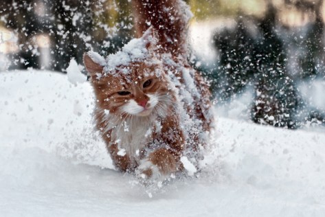 cutieblondiewhitesnowkitty