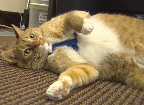 train a Cat to Listen