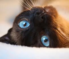 train cat to listen2