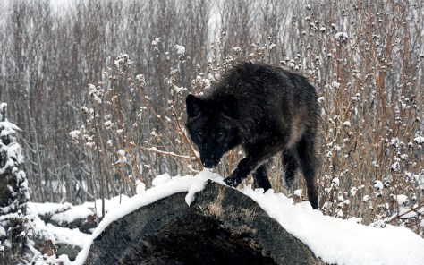 black-wolves-wallpaper