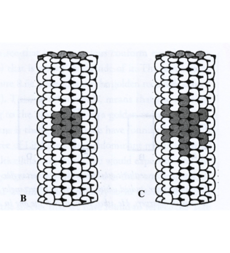 Pineal Centriole-3