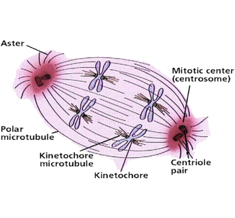 Pineal Centrioles