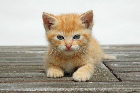 a-cat-behavior-training-crash-course