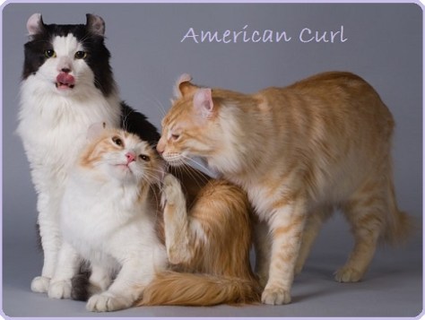american curl