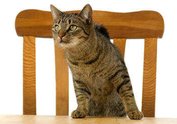 cat at table