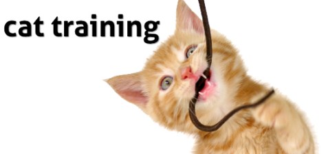 cat-training-10