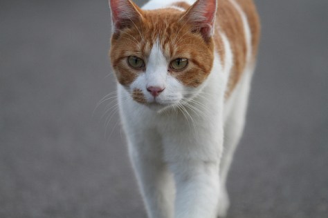Ginger-and-white-cat