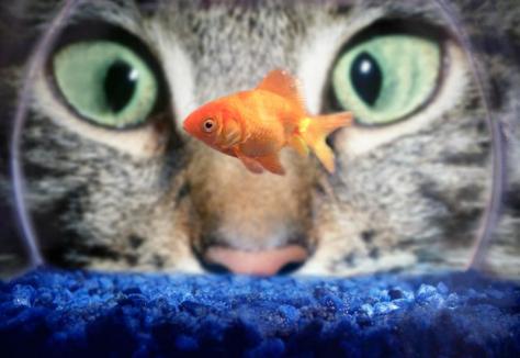 Cat Staring at Goldfish