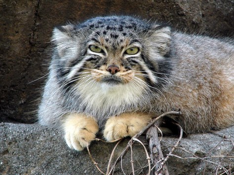 manul cat palluss cat pallus 5