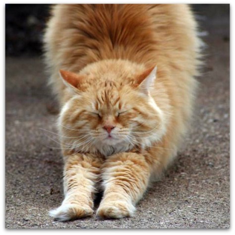 stretching-cat