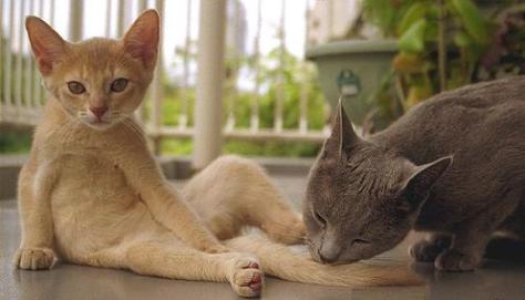 Tips-Cats-alltypesofcats.com-80