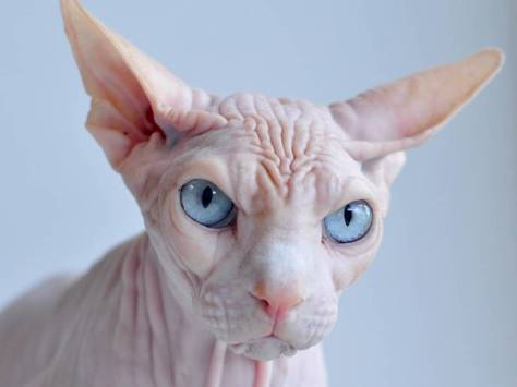ugly-cat-sphynx-2